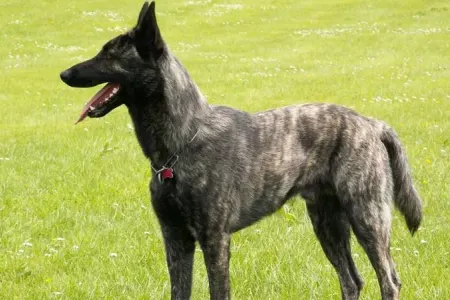 Bakıda it oğurlayan şəxs həbs edildi