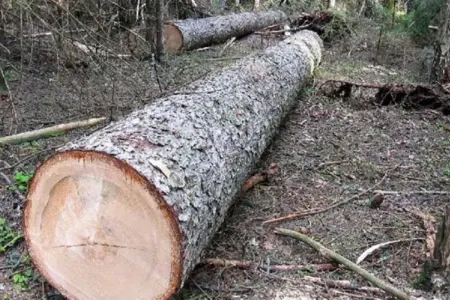 Lerikdə meşədə üzərinə ağac aşan kişi ölüb