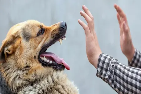 Tərtərdə bədbəxt hadisə: it sahibini parçaladı