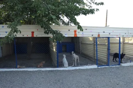 Bakıda heyvan sığınacağında dava: - Qadın döyüldü