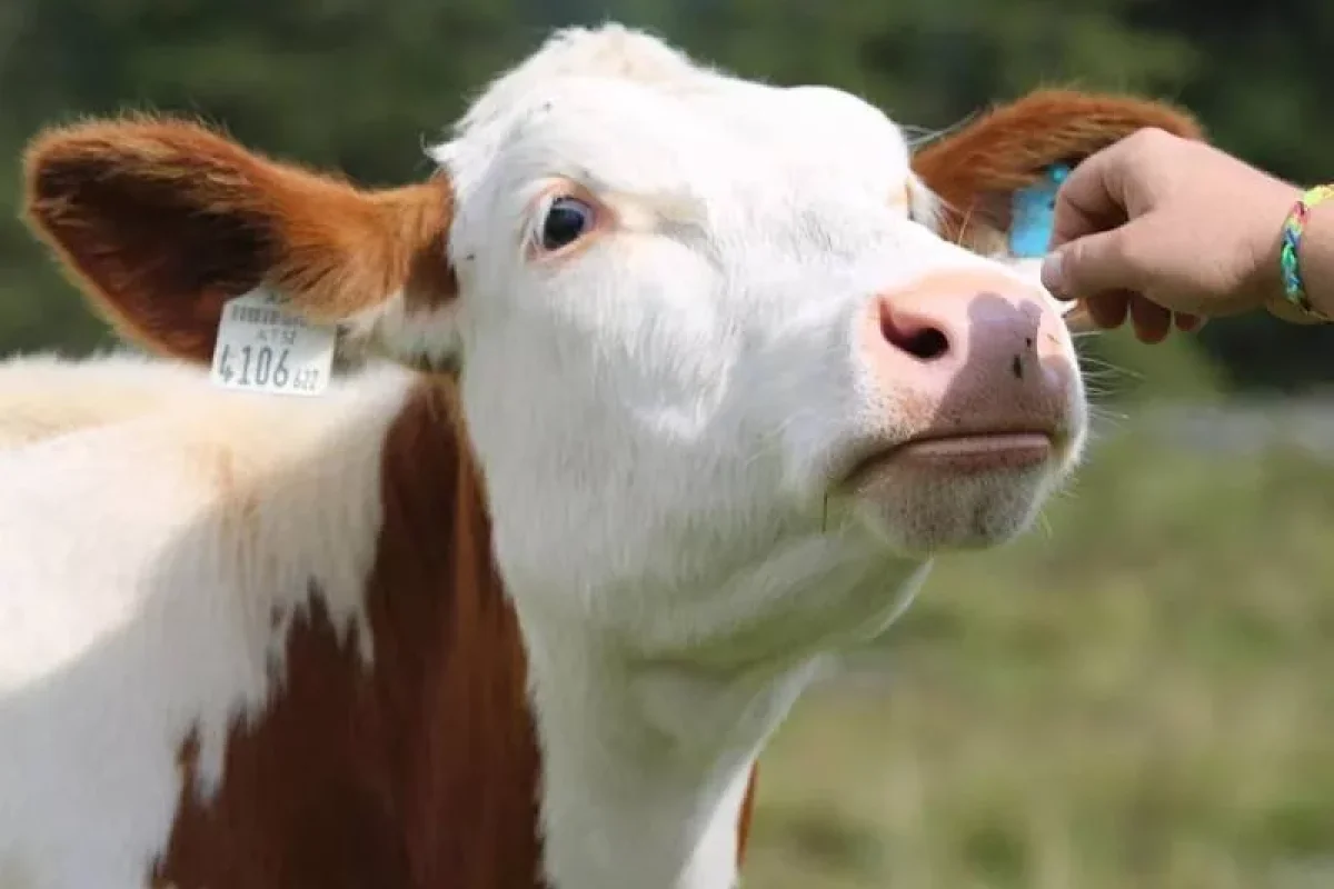 İngilis fermerlər inəklərə bu musiqini DİNLƏDİR