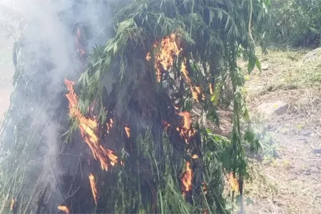 Daşkəsəndə 600 kq-dan artıq çətənə bitkisi məhv edildi