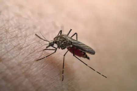 Ağcaqanadlarla yayılan virus Azərbaycana gəlib? - RƏSMİ