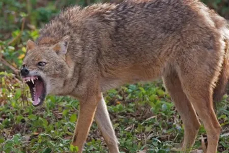 Azərbaycanda son yeddi ayda 40-a yaxın insanı çaqqal dişləyib