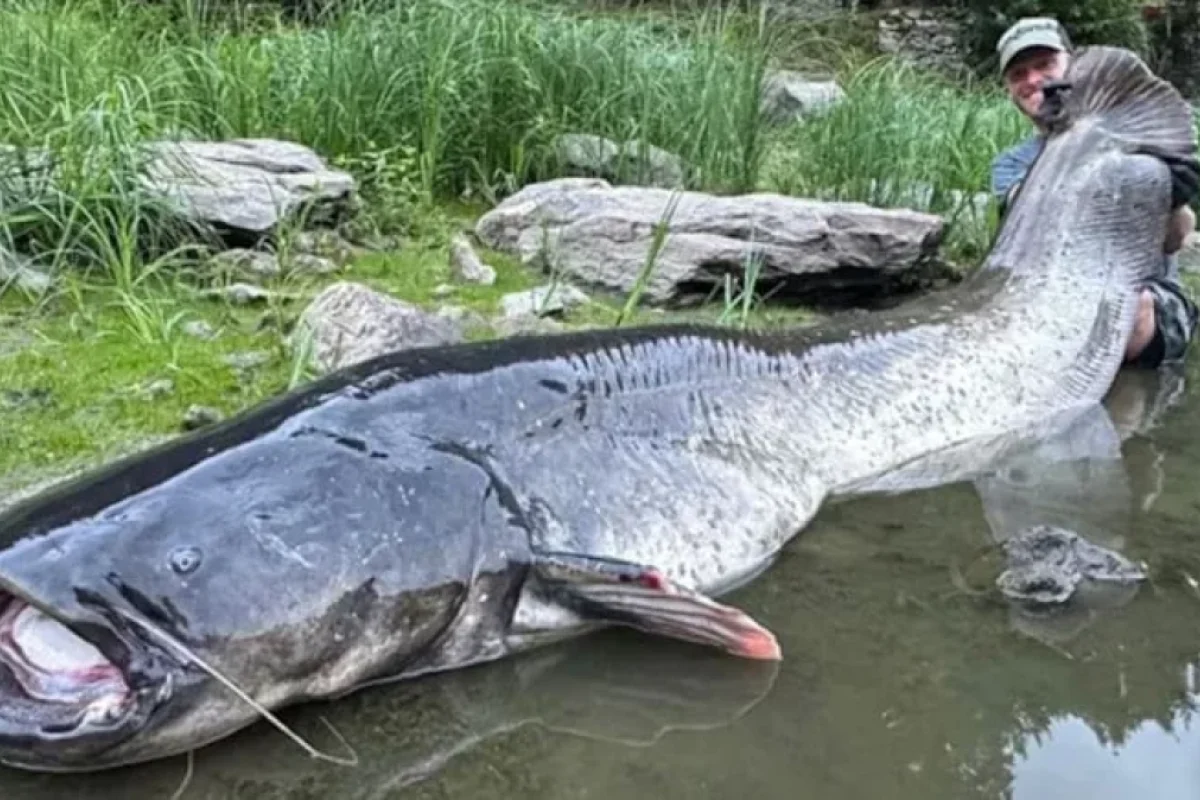 Qitənin ən böyük balığını TUTDU