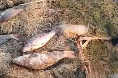 Nazirlik həmin məsələ ilə bağlı rəsmi açıqlama yaydı