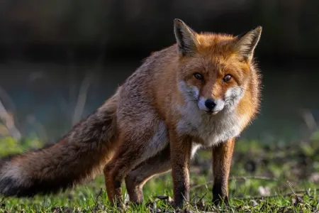 Restoranda qəfəsdə saxlanılan tülkülər təbiətə buraxıldı - RƏSMİ