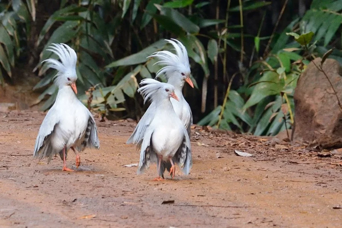 Nəsli kəsilmiş quşun tükü rekord qiymətə satıldı
