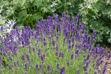 Ağcaqanad, qarışqa və həşəratları anında uzaqlaşdıran çiçək: Bir yarpağı belə kifayətdir