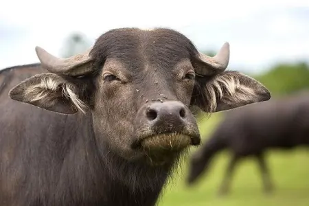 Balakəndə camış 65 yaşlı qadını öldürdü