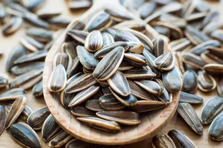 Günəbaxan tumunun gözəgörünməz ZƏRƏRLƏRİ