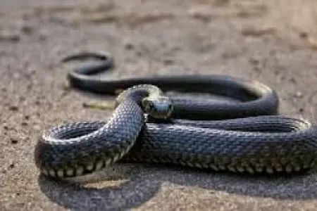 Azərbaycanda birinci yarımildə neçə nəfəri ilan sancıb?