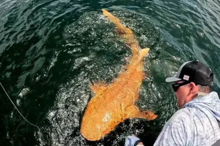 Dünyada ilk: Şimali Amerikada narıncı "köpək" balığı - GÖRÜLDÜ