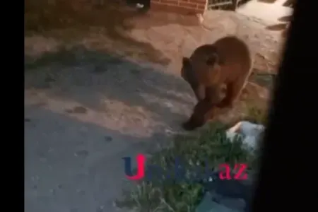 Qubada ayı evin həyətinə girdi - VİDEO