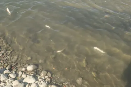 Kürdə məhv olan balıqlara görə araşdırma aparılır - FOTO