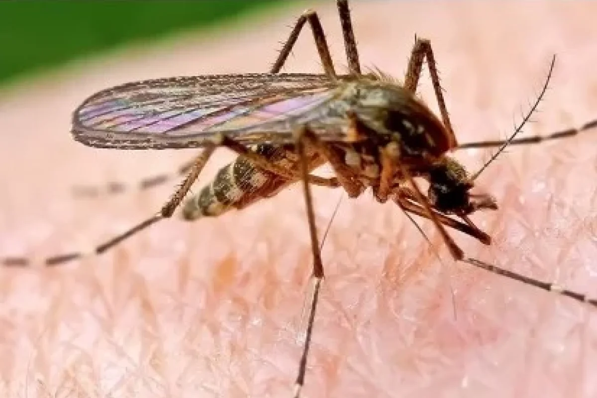 Ağcaqanad dişləməsi ölümcül risk DAŞIYIR