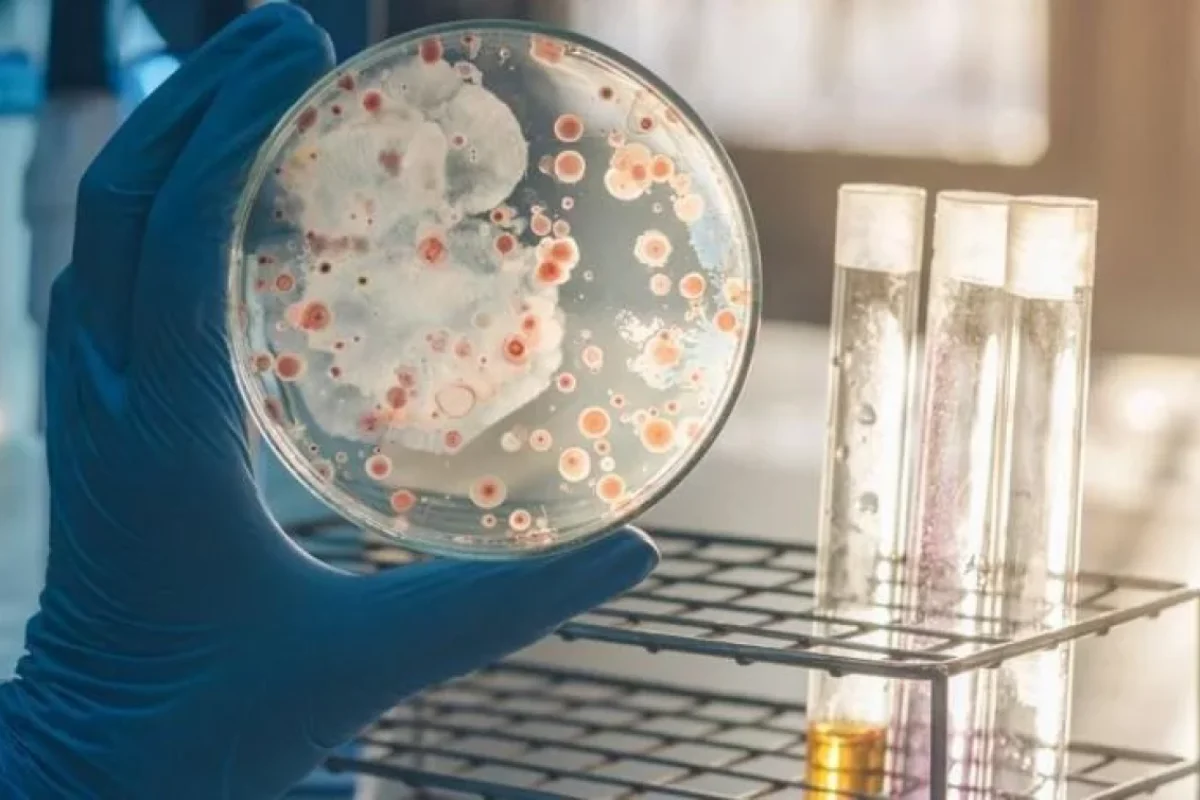 Bu məlhəmlə yaralarınız sağalacaq