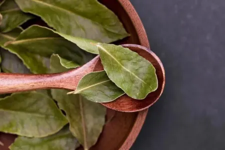 Xalçanın altına dəfnə yarpağı qoyun: hamını narahat edən problemdən xilas olun