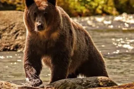 İsmayıllıda ayılar kənddə göründü - VİDEO