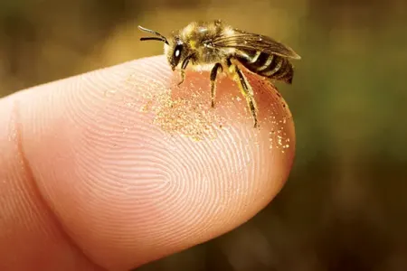 Azərbaycanda kişini arı dilindən sancdı