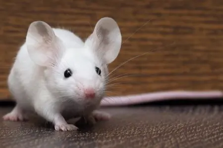 Bu ölkədə siçan yeni doğulan körpələri dişləyib öldürdü - VİDEO