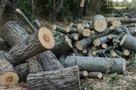 Oğuzda ağacları kəsməkdə şübhəli bilinən şəxs saxlanıldı