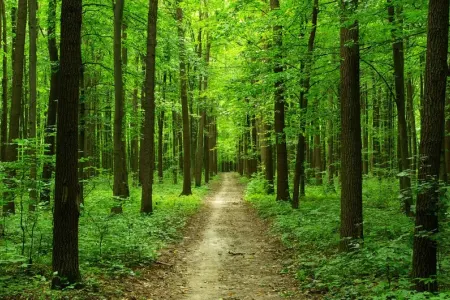 Bərdədə MÜƏMMALI ÖLÜM: -  20 yaşlı oğlanın meyiti meşədə tapıldı