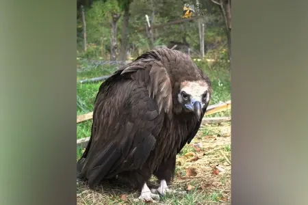 Adı "Qırmızı Kitab"a düşmüş qara kərkəs IDEA tərəfindən xilas edildi