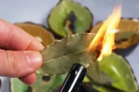 Sentyabrda bu tarixlərdə dəfnə yarpağı yandırın: həyatınızın necə dəyişdiyini görün