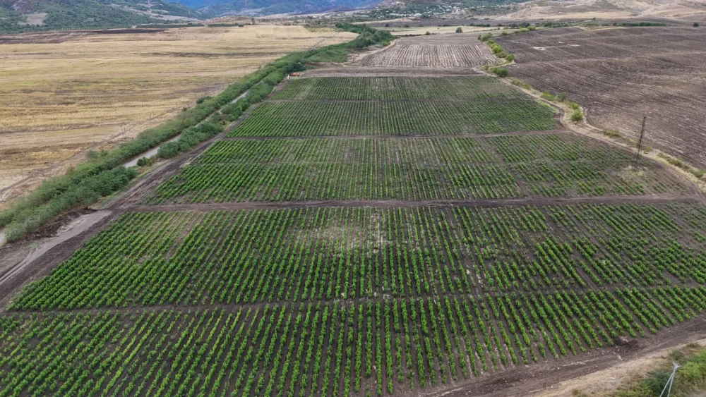 Prezident Xocalıda tut bağında - FOTO