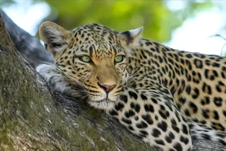 Bu ölkədə Orta əsrlərdən qalan heyvan yenidən görüldü