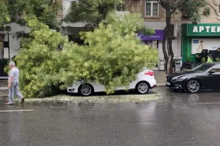 Bakıda ağac avtomobilin üzərinə aşdı - FOTO