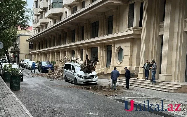 Bakıda ağac avtomobilin üzərinə aşdı - FOTO