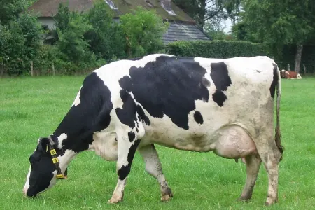 İnək şirniyyat mağazasına hücum çəkdi - Yaralı var+Video