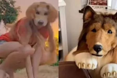 “İt kimi yaşamaq” dəbi yayılır – Yaponiyadan başlayan qəribə trend