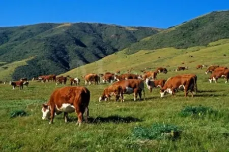 Mal-qara oğurlayan - şəxs saxlanıldı