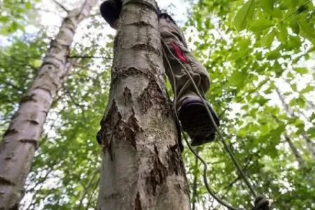 Sabirabadda 66 yaşlı kişi ağacdan yıxılaraq öldü