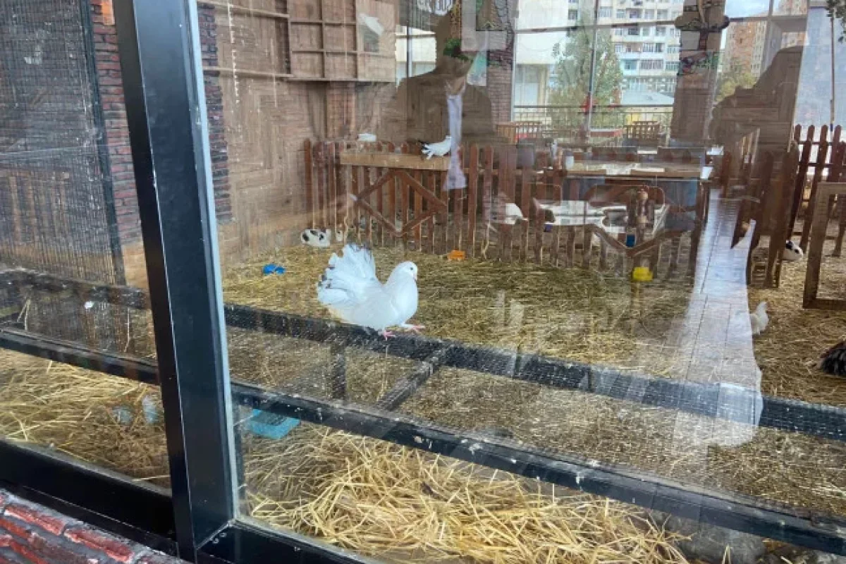 Məşhur restorana - XƏBƏRDARLIQ EDİLDİ