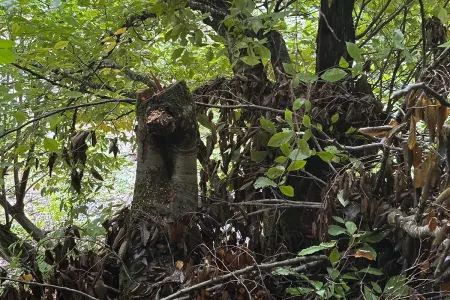 Oğuzda meşəni qıran şəxsə cinayət işi açıldı