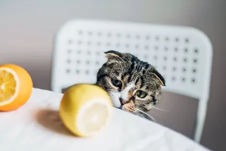 Pişiklər buna görə limon qoxusuna nifrət edir - Səbəb