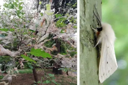 Bu ərazilərdə Amerika ağ kəpənəyinə rast gəlinir - FOTO