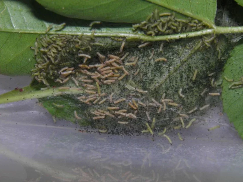 Bu ərazilərdə Amerika ağ kəpənəyinə rast gəlinir - FOTO