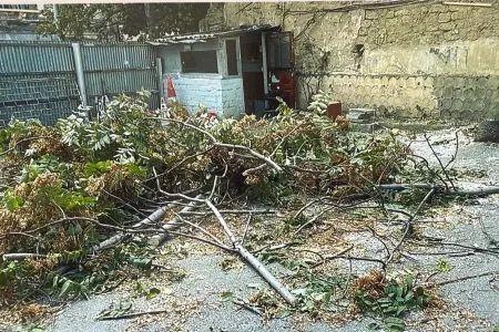 Bakının mərkəzində ağacları qıran 4 nəfər saxlanıldı - FOTO