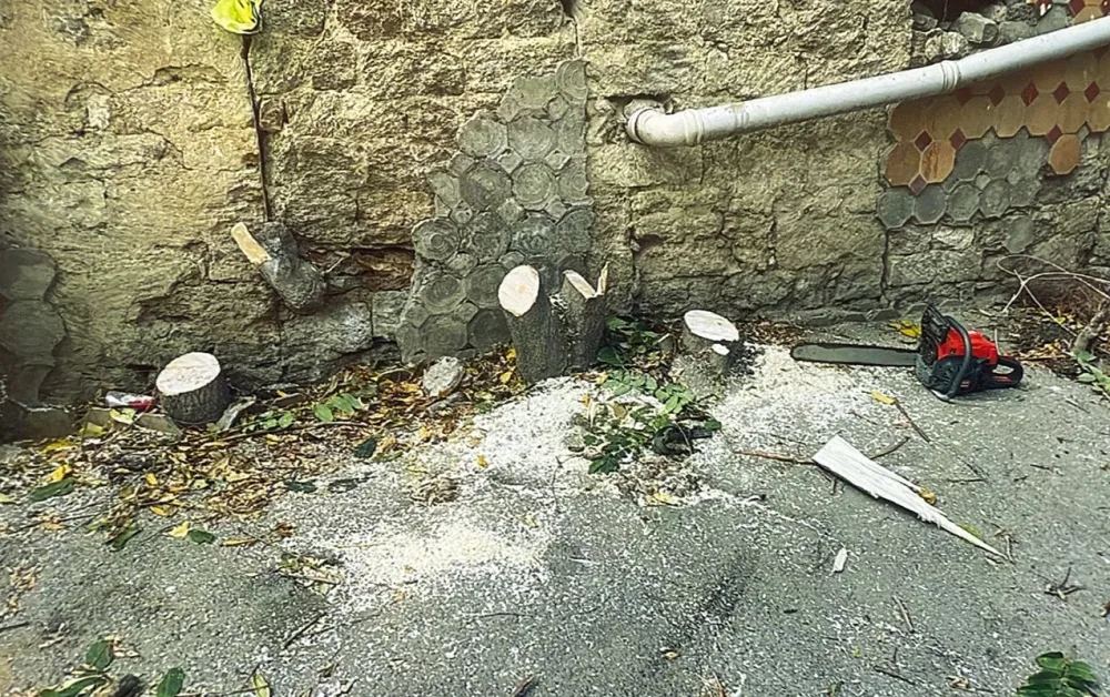 Bakının mərkəzində ağacları qıran 4 nəfər saxlanıldı - FOTO