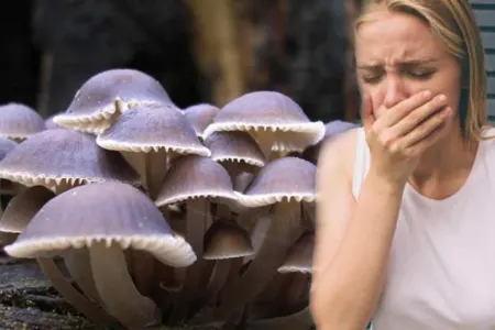 Qubada bir ailənin 3 üzvü göbələkdən zəhərləndi