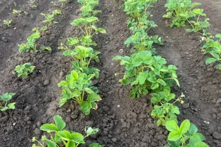 Qışa çiyələk mürəbbəsi hazırlamaq üçün əla üsul: - Sadəcə iki şeydən istifadə edin