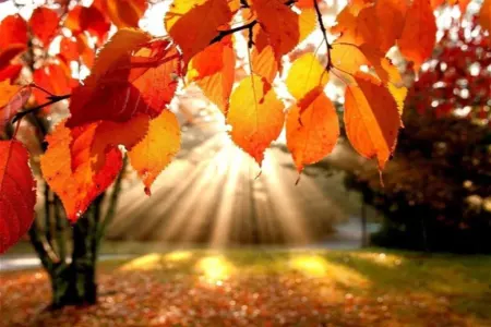 Bu bazar isti olacaq - Proqnoz