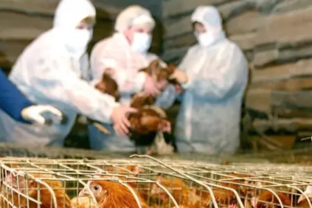 Epizootik vəziyyətlə bağlı bəzi - məhdudiyyətlər tətbiq olundu