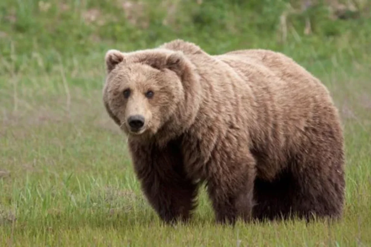 Xocavənddə ayı və balası görüntüləndi - Video