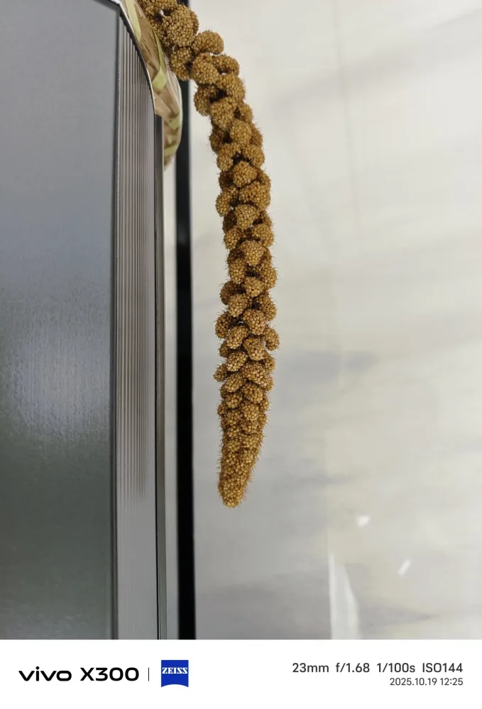 Bu telefon ucuz olsa da, "Samsung"u geridə qoydu